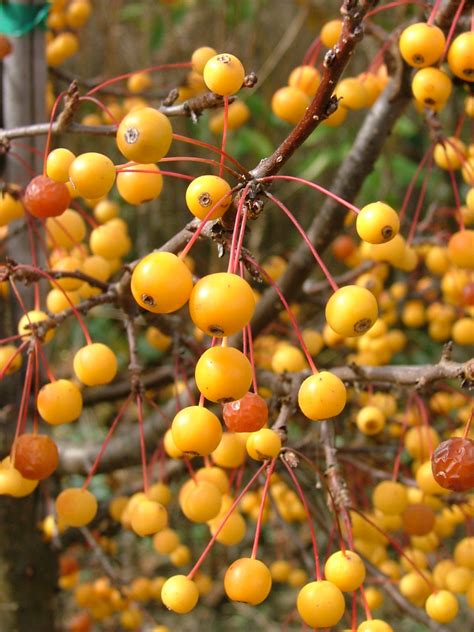 dwarf crabapple trees - best dwarf crabapple trees.